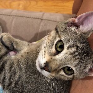 Meet your Posher, Herika